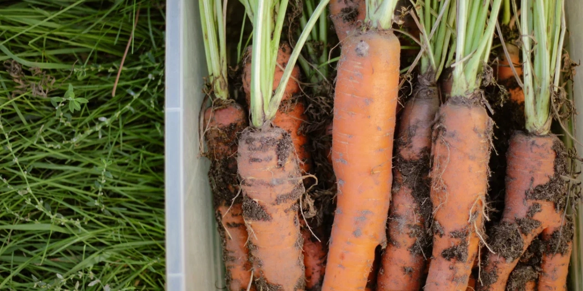 Чудо-изобретение»: выяснилось, как следует сажать морковь