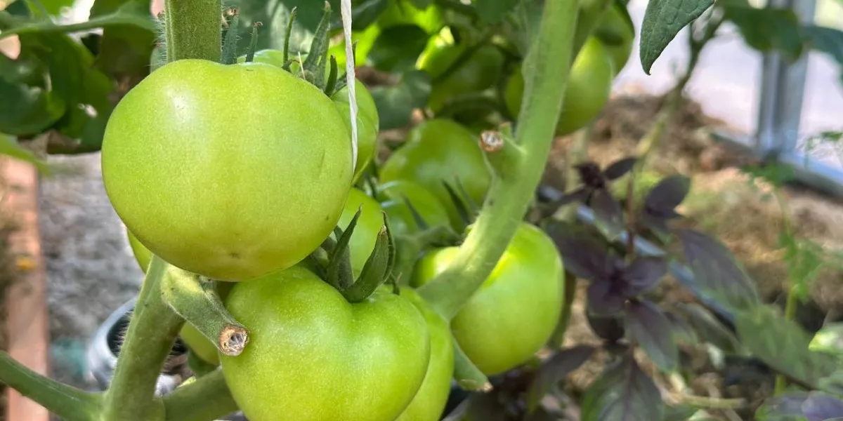 Препарат урожай. Урожайность томатов с куста. Помидоры вырастают в высоту. Томаты без белой середины. Томаты флайшнн томатен.