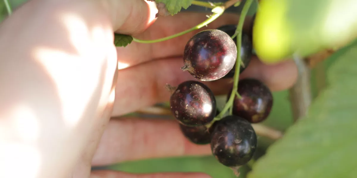 Осенью обрезайте черную смородину простым «мичуринским» методом:урожайность повысится на треть