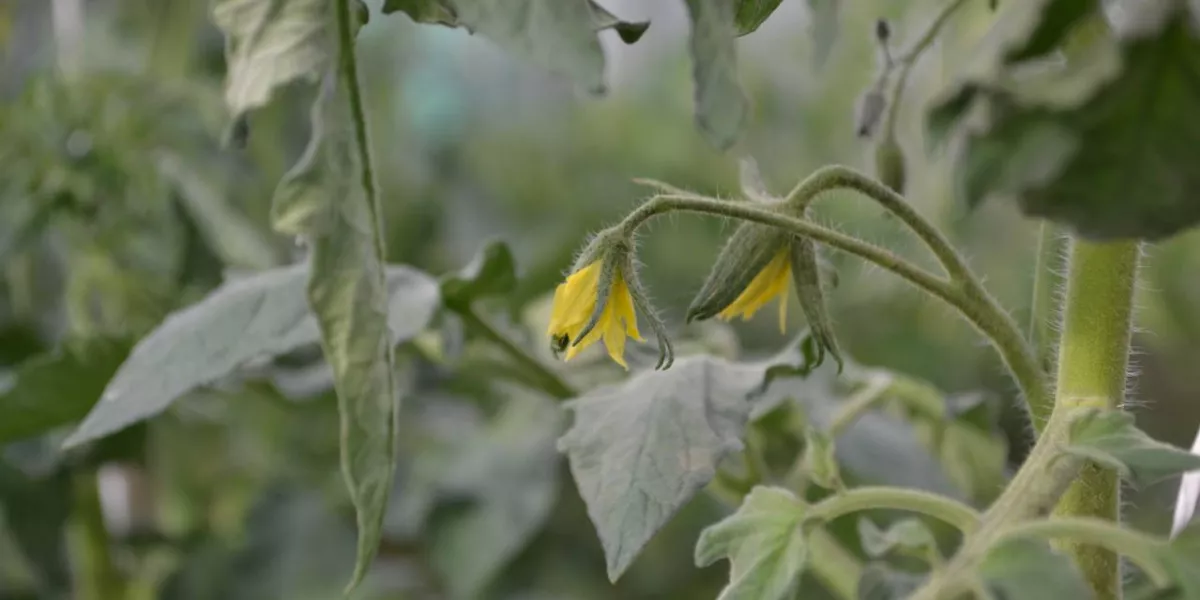 Спасти растения и урожай: Стало известно, почему чернеют помидоры